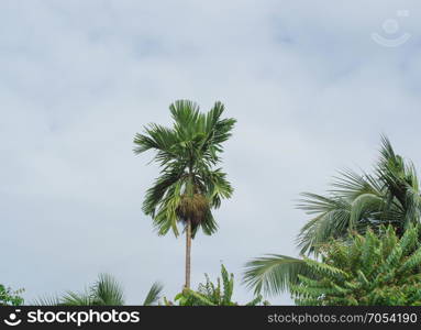 betel palm tree on sky background