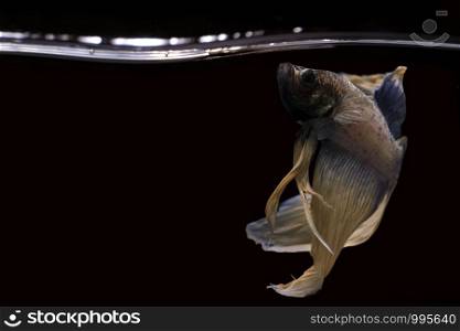 Betta fish, Betta fish on the water, betta splendens isolated on black background