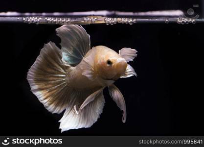 Betta fish gold and yellow fish on the water surface, Betta Fish type of Big ear Betta on Black Background