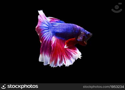 betta fish isolated on black background.