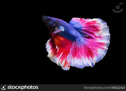 betta fish isolated on black background.