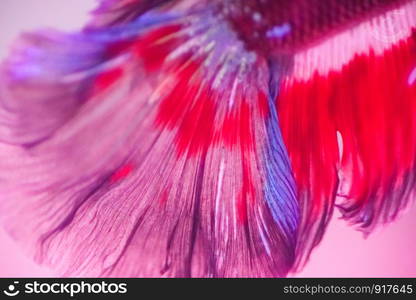 Betta fish, siamese fighting fish, betta splendens close up