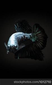 Betta fish (Siamese fighting fish) Black Samurai betta fish In Black Background