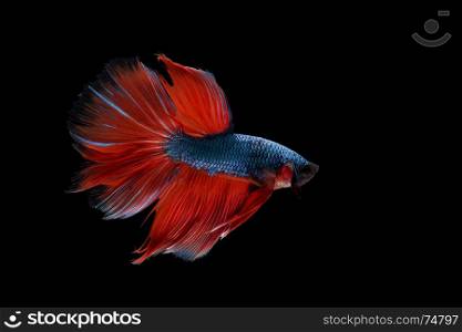 betta fish, siamese fighting fish isolated on black background