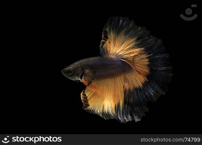 betta fish, siamese fighting fish isolated on black background