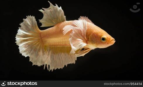 Betta or fight fish are beautifully colored in close-up view used for baking pictures and background images.