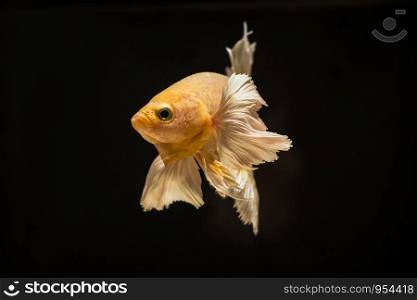 Betta or fight fish are beautifully colored in close-up view used for baking pictures and background images.