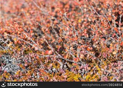 Betula nana, dwarf birch in Greenland in autumn with red leaves
