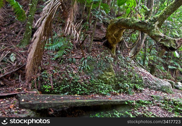 beuatiful rainforest of the world heritage listed border ranges national park. rainforest