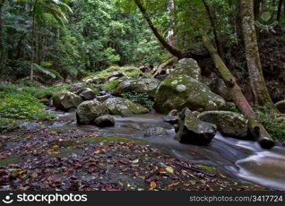 beuatiful rainforest of the world heritage listed border ranges national park. rainforest