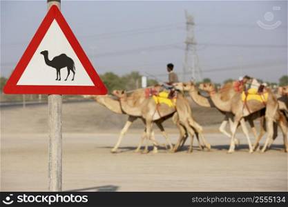 Beware Of Camel Sign In Dubai