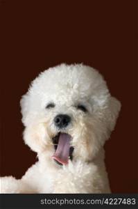 Bichon Frise Yawns Isolated on Brown Background