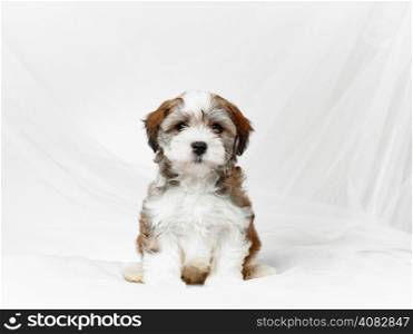 Bichon havanese puppy and white canvas background, age seven week