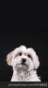 Bichon Maltese white-haired dog looking forward on a black background