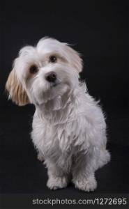 Bichon Maltese white-haired dog looking forward on a black background