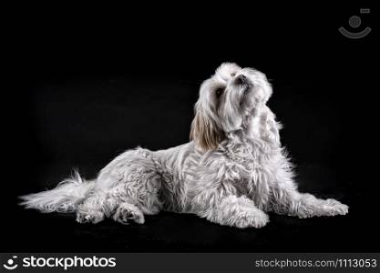 Bichon Maltese white-haired dog looking up in front of a black background
