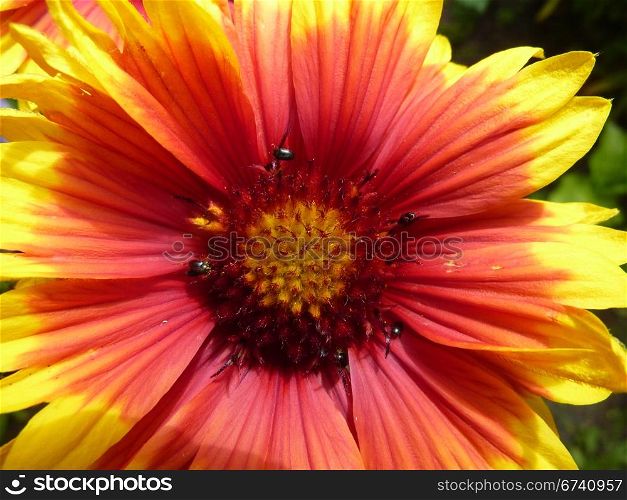 Bicolor Gerbera-2. Bicolor Gerbera - one flower in yellow and red