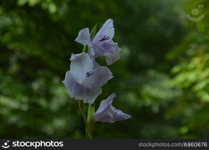 Bicolor lilac and white gladiolus flower in the green natural background, Sofia, Bulgaria