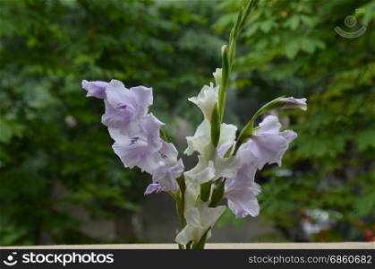 Bicolor lilac and white gladiolus flower in the green natural background, Sofia, Bulgaria