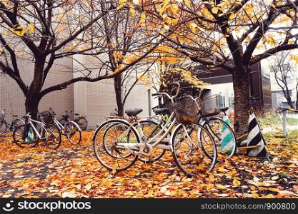 Bicycle in Autumn season with tree and leaves in Japan