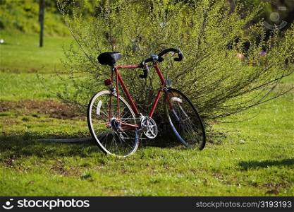 Bicycle leaning against a bush