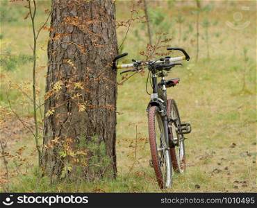 bicycle travel, yellow autumn, bike in the foreground