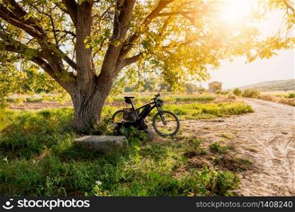 Bicycle under a tree in the field with sun flare