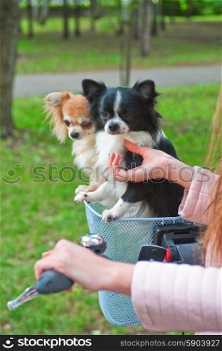 bicycle walking with dogs. bicycle walking with dogs chihuahua puppy