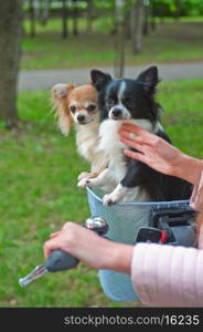 bicycle walking with dogs chihuahua puppy