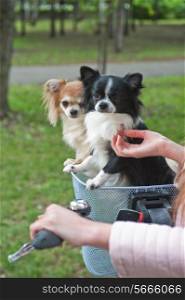 bicycle walking with dogs chihuahua puppy