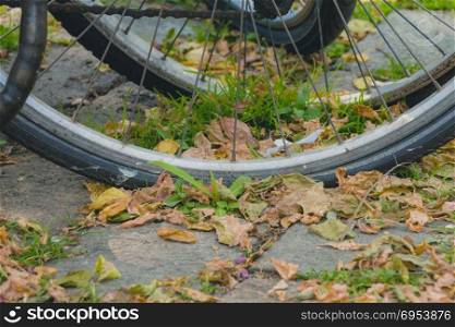 Bicycle wheels with many dry leaves on the pavement on autumn day.