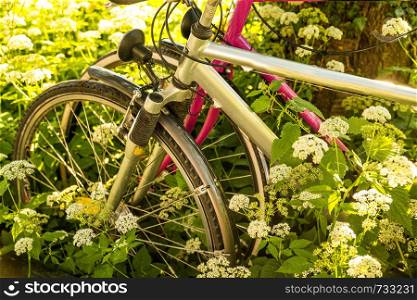 bicycles hidden behind ground elder