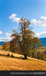 bid beautiful autumn lonely tree on mountainside (Carpathian. Ukraine)