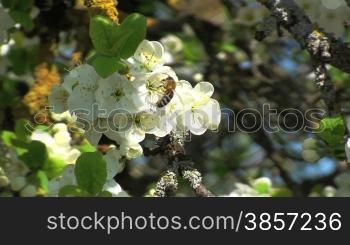 Biene bei der BestSubung am Zwetschgenbaum