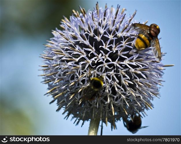 Biene-Sternkugellauch. bee on purple flower of leek