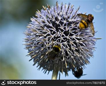 Biene-Sternkugellauch. bee on purple flower of leek