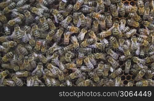 Bienen auf einem Haufen
