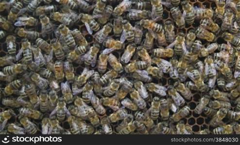 Bienen auf einem Haufen