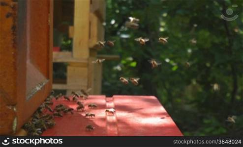 Bienen Fliegen in das Nest