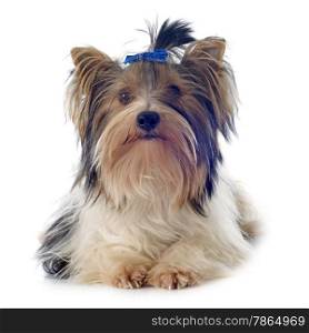 biewer yorkshire terrier in front of white background