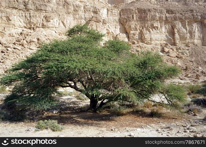 Big acacia tree in Makhtesh Katan crater in Israel
