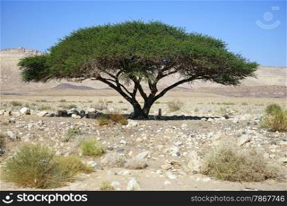 Big acacia tree in Negev desert, Israel