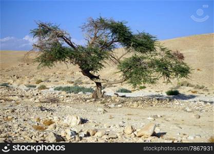 Big acacia tree in Negev desert, Israel
