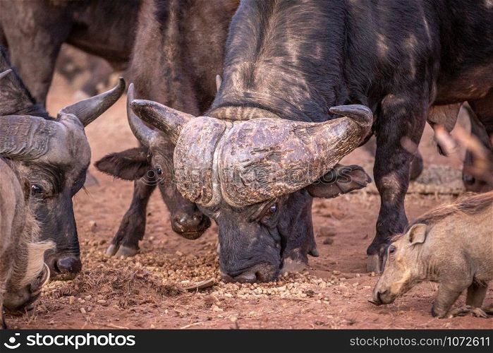 Big African buffalo bull eating in the Welgevonden game reserve, South Africa.