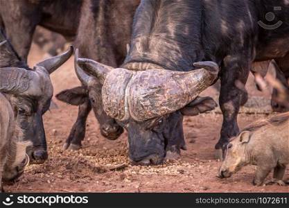 Big African buffalo bull eating in the Welgevonden game reserve, South Africa.