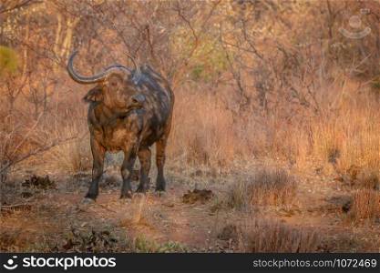 Big African buffalo bull standing in the grass in the Welgevonden game reserve, South Africa.
