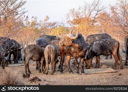 Big African buffalo in the middle of a herd in the Welgevonden game reserve, South Africa.