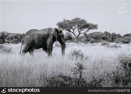 Big African elephant in golden grass field of Serengeti Grumeti reserve Savanna forest - African Tanzania Safari wildlife trip during great migration