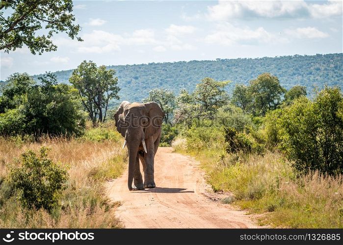 Big African elephant walking towards the camera in the Welgevonden Game Reserve, South Africa.