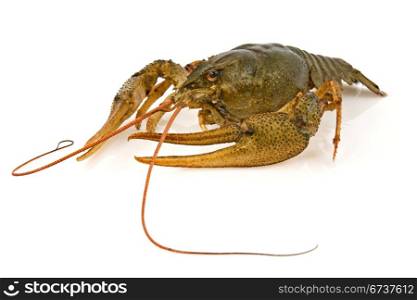 big alive crayfish on a white background